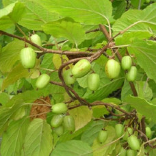 Актинидия аргута Великанша