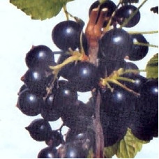 Смородина черная Велой