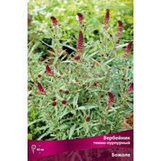 Вербейник темно-пурпурный Божоле 