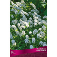 Вербейник ландышевый 
