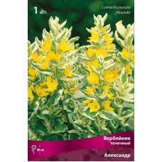 Вербейник Александр (точечный)