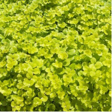 Вербейник монетчатый Голдилокс