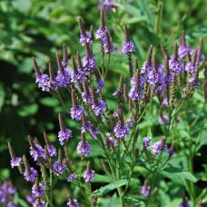  Вербена Хастата  