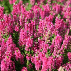 Вереск обыкновенный Дарк Стар  