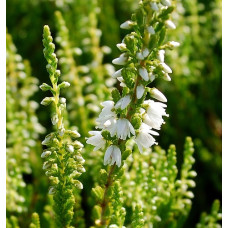 Вереск обыкновенный Элегант Перл 