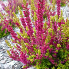 Вереск обыкновенный Энджи 