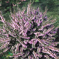 Вереск обыкновенный Каунти Виклоу  