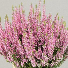 Вереск обыкновенный Пинк Беттина 