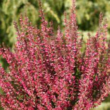 Вереск обыкновенный Селма     