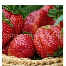 Земляника (клубника) садовая Верити