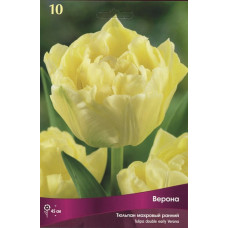 Тюльпан Верона