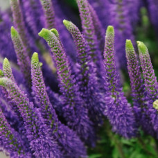 Вероника длиннолистная Пацифик океан  