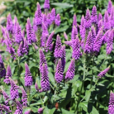 Вероника Фёст Матч  