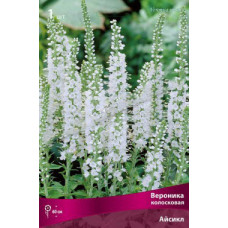 Вероника Айсикл (колосковая)