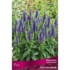 Вероника колосковая Алстэ Блу Двоф