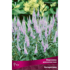 Вероника Антарктика (длиннолистная)