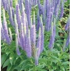 Вероника длиннолистная Антарктика 