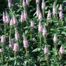 Вероника Фёст Чойс  