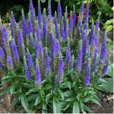 Вероника колосковая Алстэ Блу Двоф