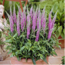 Вероника колосковая Баркаролла