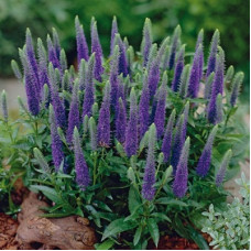 Вероника колосковая Блю Букет