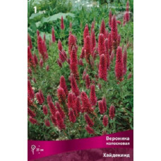 Вероника колосковая Хайдекинд