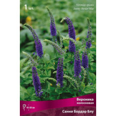 Вероника Санни Бордэр Блу  (колосковая)