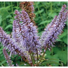 Вероникаструм виргинский Ред Арроу  