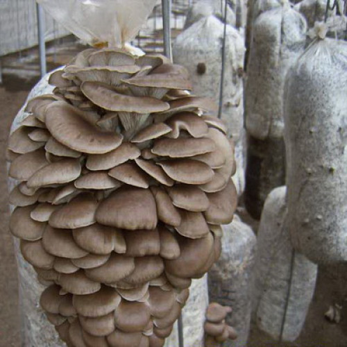 Опята и шампиньоны: посадка и выращивание из мицелия (на древесных палочках и компосте)