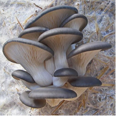 Вешенка обыкновенная, зерновой мицелий (125 г, 250 мл) 