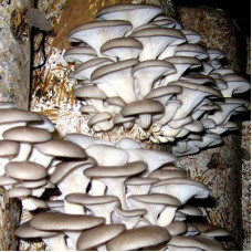 Вешенка обыкновенная, мицелий на древесном носителе