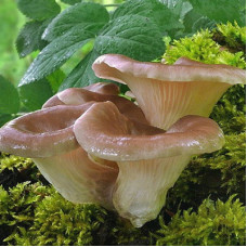 Вешенка рожковидная (мицелий на древесном носителе)