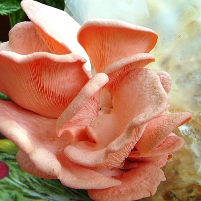 Вешенка розовая (мицелий на древесном носителе)