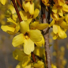 Форзиция промежуточная Вик Энд