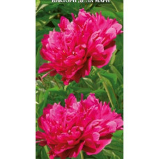 Пион травянистый Виктуар де ла Марн