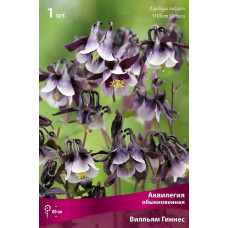 Аквилегия обыкновенная Вилльям Гиннес