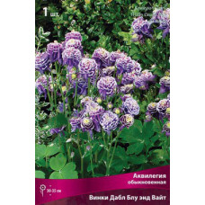 Аквилегия обыкновенная Винки Дабл Блу энд Вайт