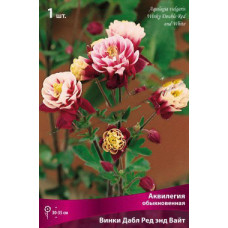 Аквилегия обыкновенная Винки Дабл Ред энд Вайт