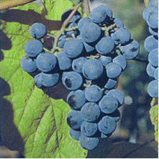 Виноград амурский