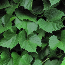 Виноград ароматный