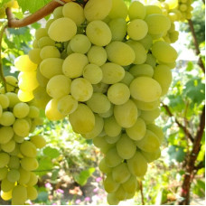 Виноград плодовый Августин