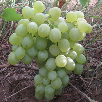 Виноград плодовый Белое чудо