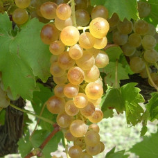 Виноград плодовый Бианка