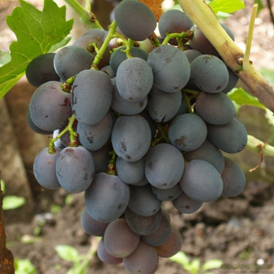 Виноград плодовый Фуршетный  