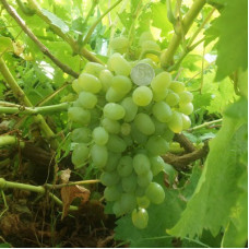 Виноград плодовый Гарольд