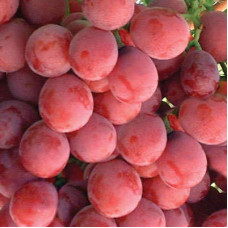 Виноград плодовый Калина