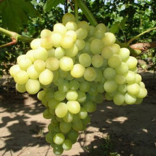 Виноград плодовый Кишмиш № 342