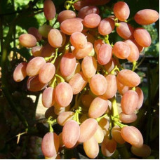 Виноград плодовый Кишмиш лучистый