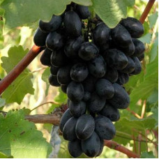 Виноград плодовый Кодрянка