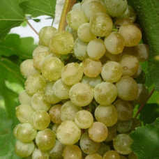 Виноград плодовый Кристалл